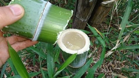 竹水|竹水と呼ばれる「竹から採れる貴重な水」について解。